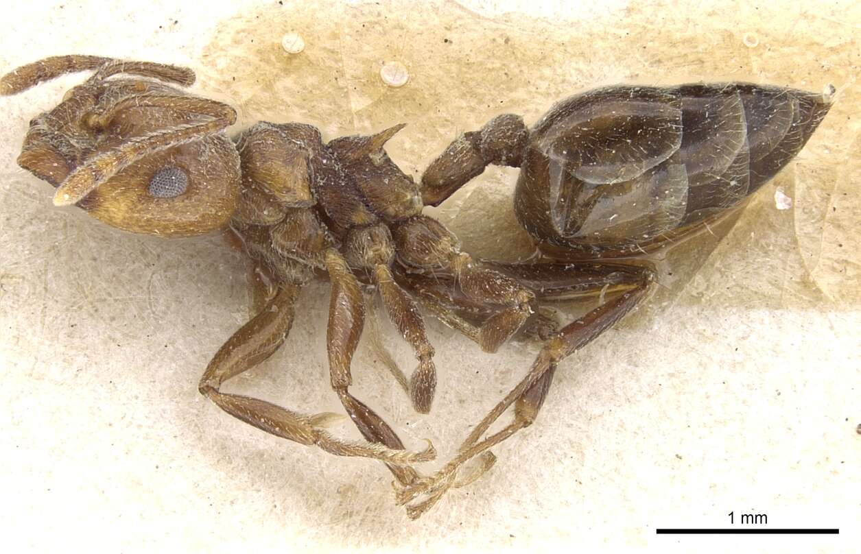 Image of Crematogaster gabonensis Emery 1899