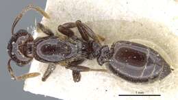 Image de Crematogaster margaritae Emery 1895