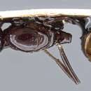 Crematogaster augusti Emery 1895 resmi