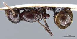 صورة Crematogaster augusti Emery 1895