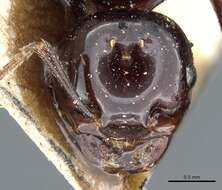 صورة Crematogaster augusti Emery 1895