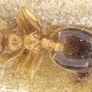 Слика од Crematogaster pauciseta Emery 1899