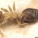 Image of Crematogaster pauli Emery 1901