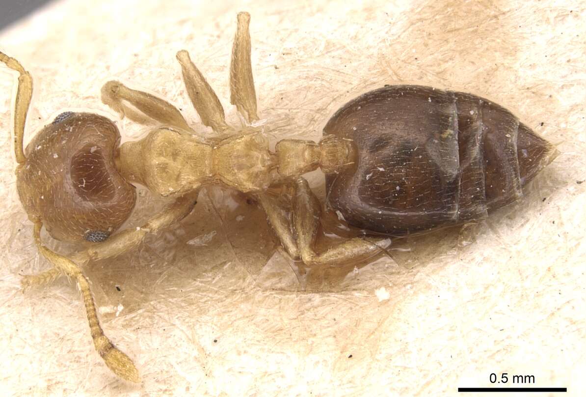 Image of Crematogaster pauli Emery 1901