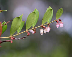 Lyonia lucida (Lam.) C. Koch resmi