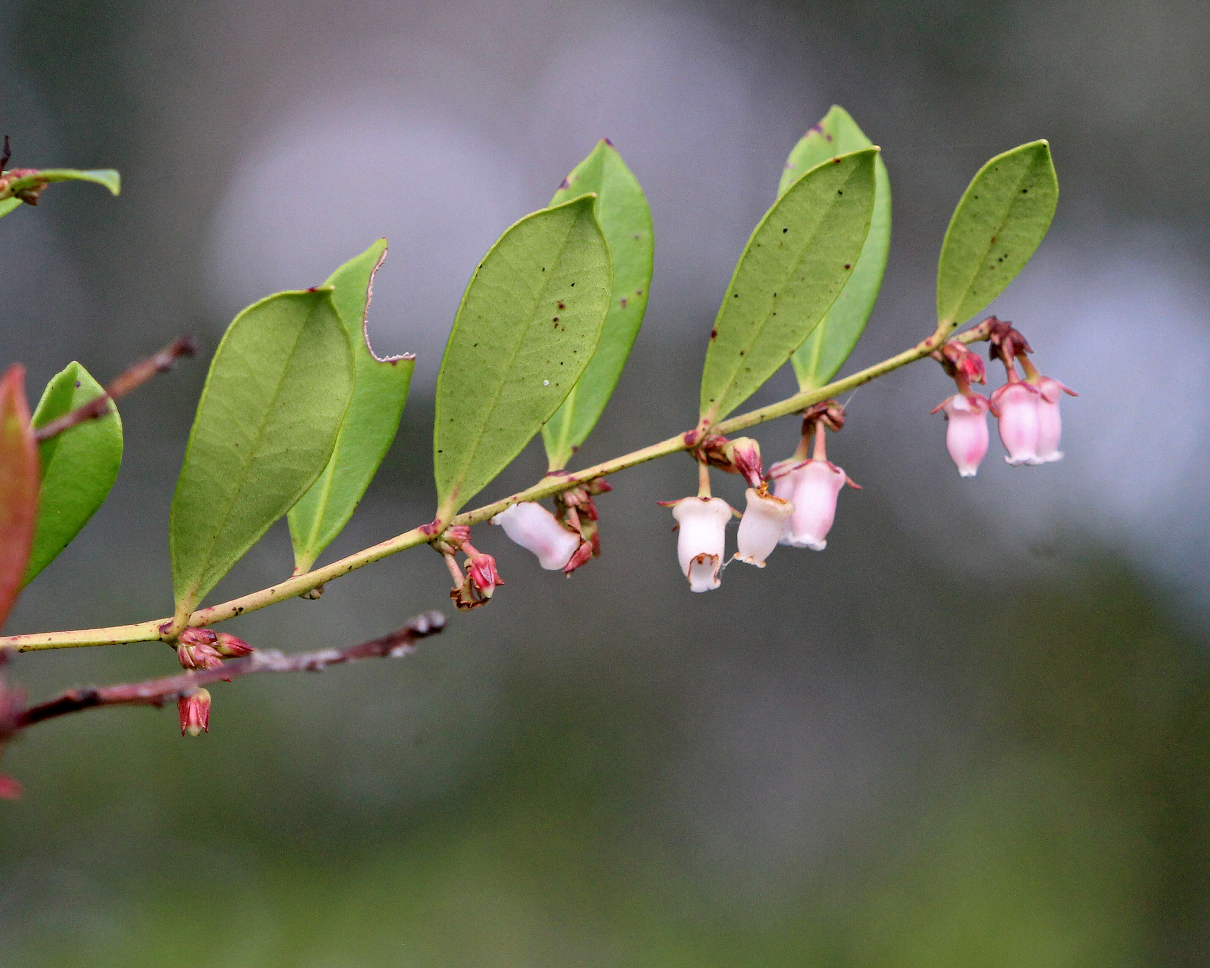 Lyonia lucida (Lam.) C. Koch resmi