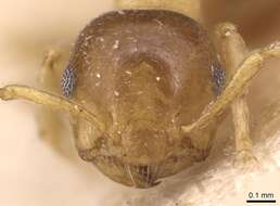 Image of Crematogaster pauli Emery 1901