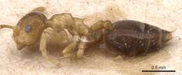 Image of Crematogaster pauli Emery 1901