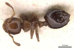 Image of Crematogaster crassicornis Emery 1893