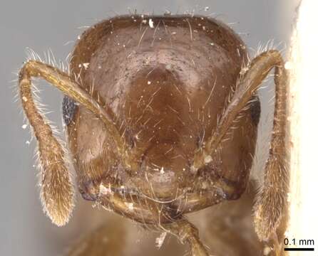 Image of Crematogaster treubi Emery 1896