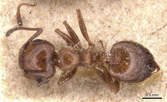 صورة Crematogaster auberti Emery 1869