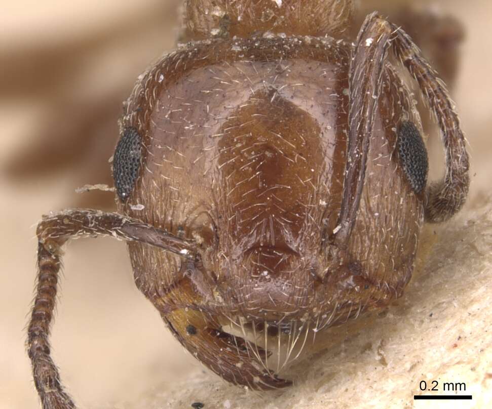 صورة Crematogaster auberti Emery 1869