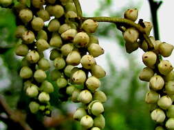 Image of fiveleaf yam