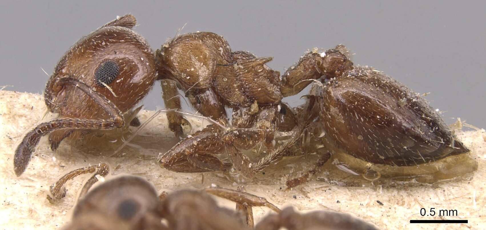 صورة Crematogaster auberti Emery 1869