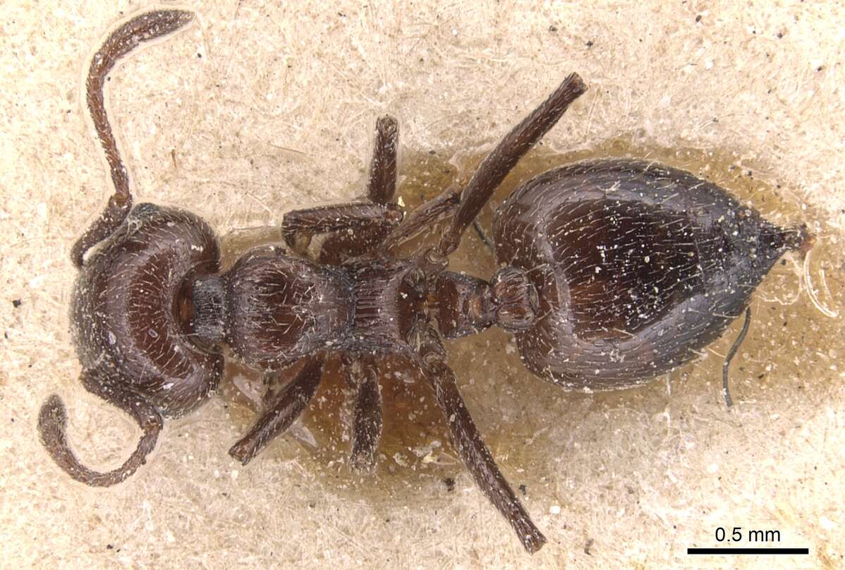 Image of Crematogaster laestrygon Emery 1869