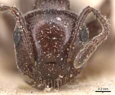 Image of Crematogaster laestrygon Emery 1869