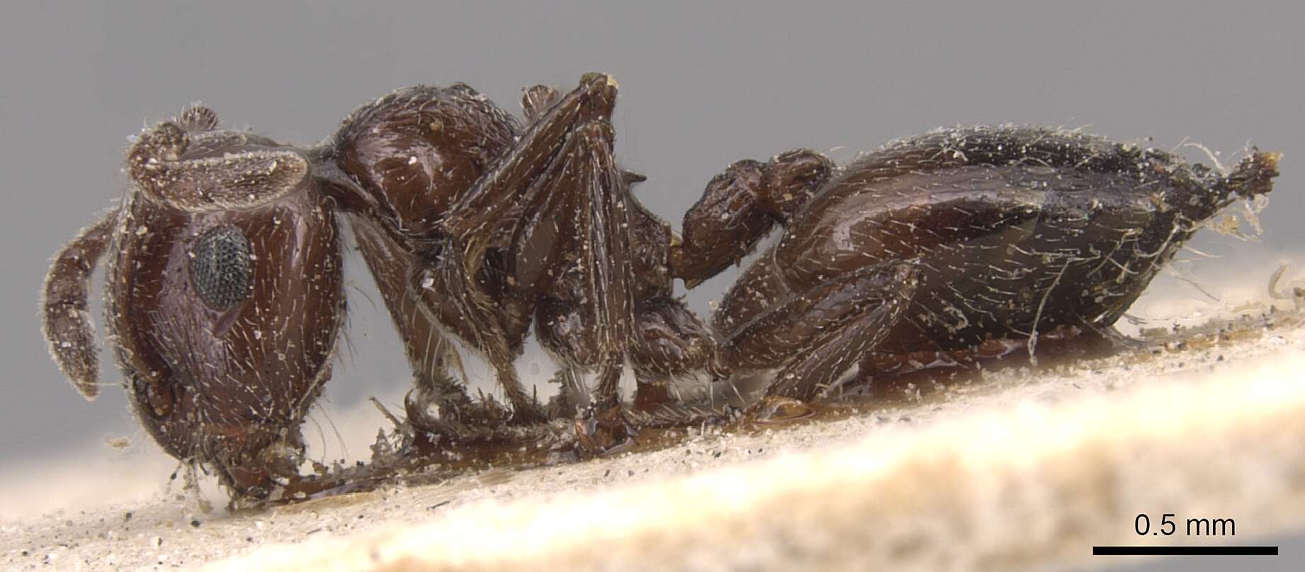 Image of Crematogaster laestrygon Emery 1869