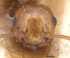 Image of Crematogaster alluaudi Emery 1893