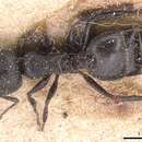 Image of Black Cocktail Ant