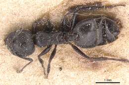 صورة Crematogaster peringueyi Emery 1895