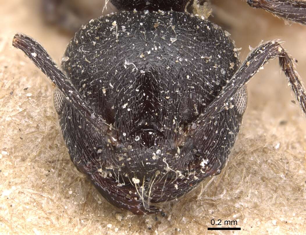 صورة Crematogaster peringueyi Emery 1895