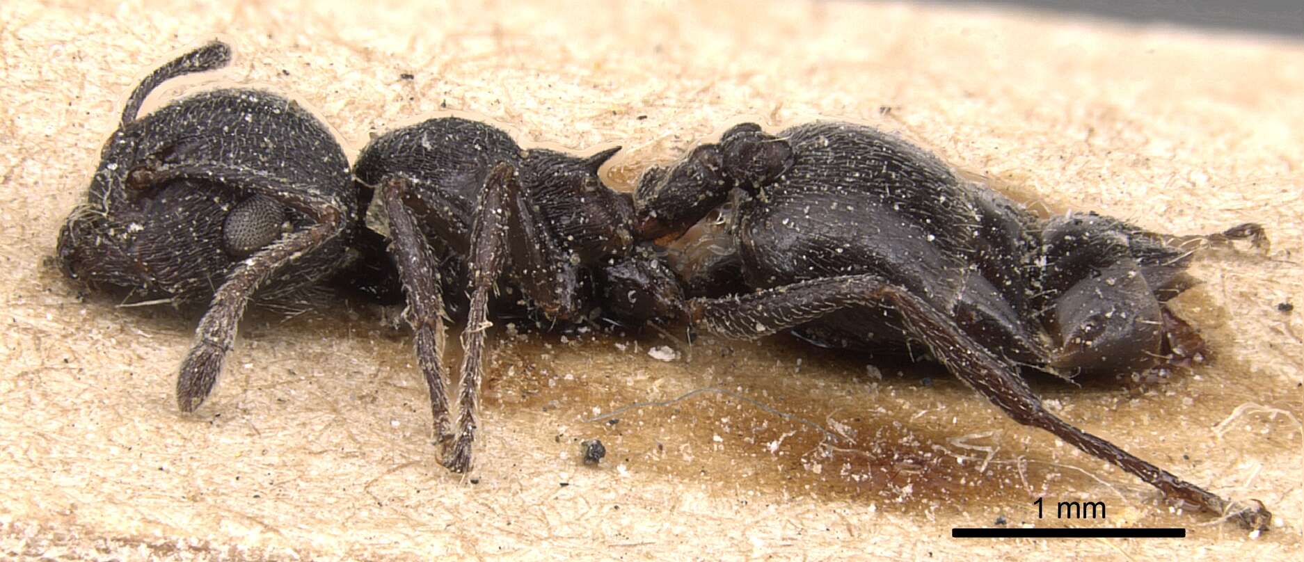 صورة Crematogaster peringueyi Emery 1895