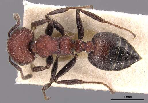 Image of Crematogaster mimosae Santschi 1914