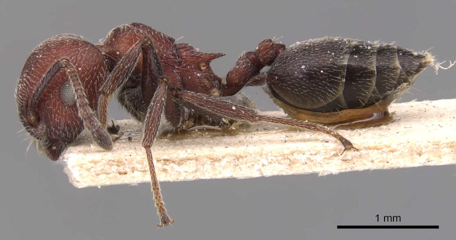 Image of Crematogaster mimosae Santschi 1914