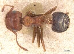 Image of Crematogaster melanogaster Emery 1895