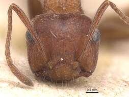 Image of Crematogaster melanogaster Emery 1895