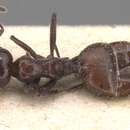 Image of Crematogaster rivai Emery 1897