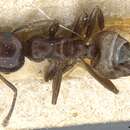 Image of Crematogaster constructor Emery 1895