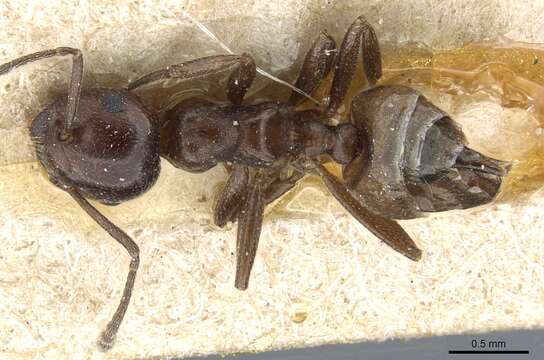 Image of Crematogaster constructor Emery 1895