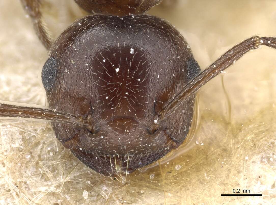 Image of Crematogaster constructor Emery 1895