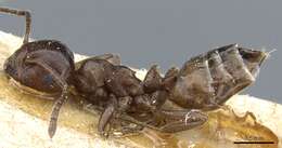 Image of Crematogaster constructor Emery 1895