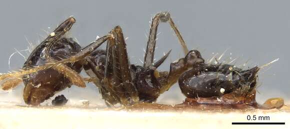 Image of Crematogaster longispina Emery 1890