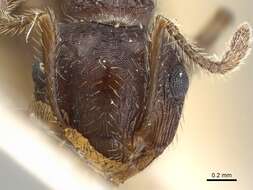 Image of Crematogaster rudis Emery 1894