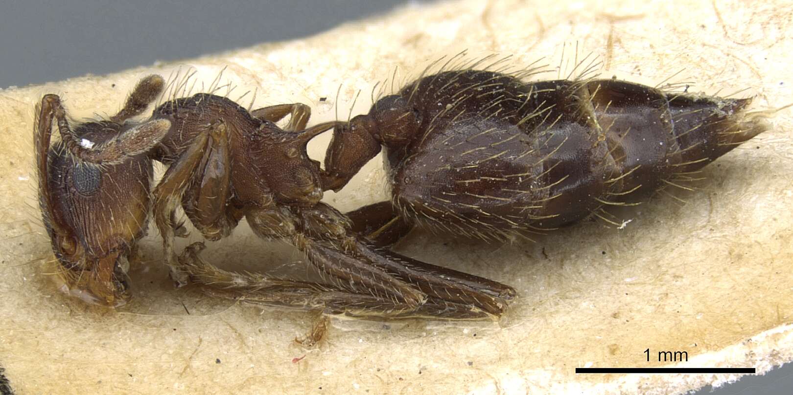 Image of Crematogaster rudis Emery 1894