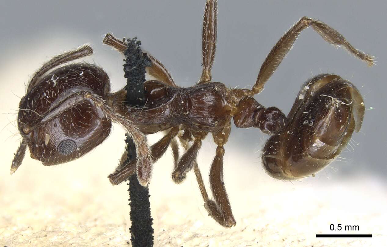 Image of Crematogaster fruhstorferi Emery 1901