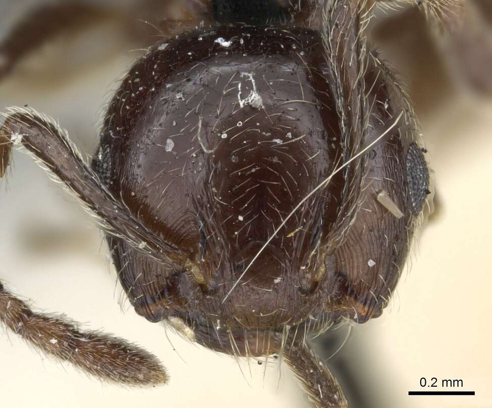 Image of Crematogaster fruhstorferi Emery 1901