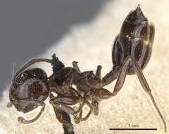 Image of Crematogaster fruhstorferi Emery 1901