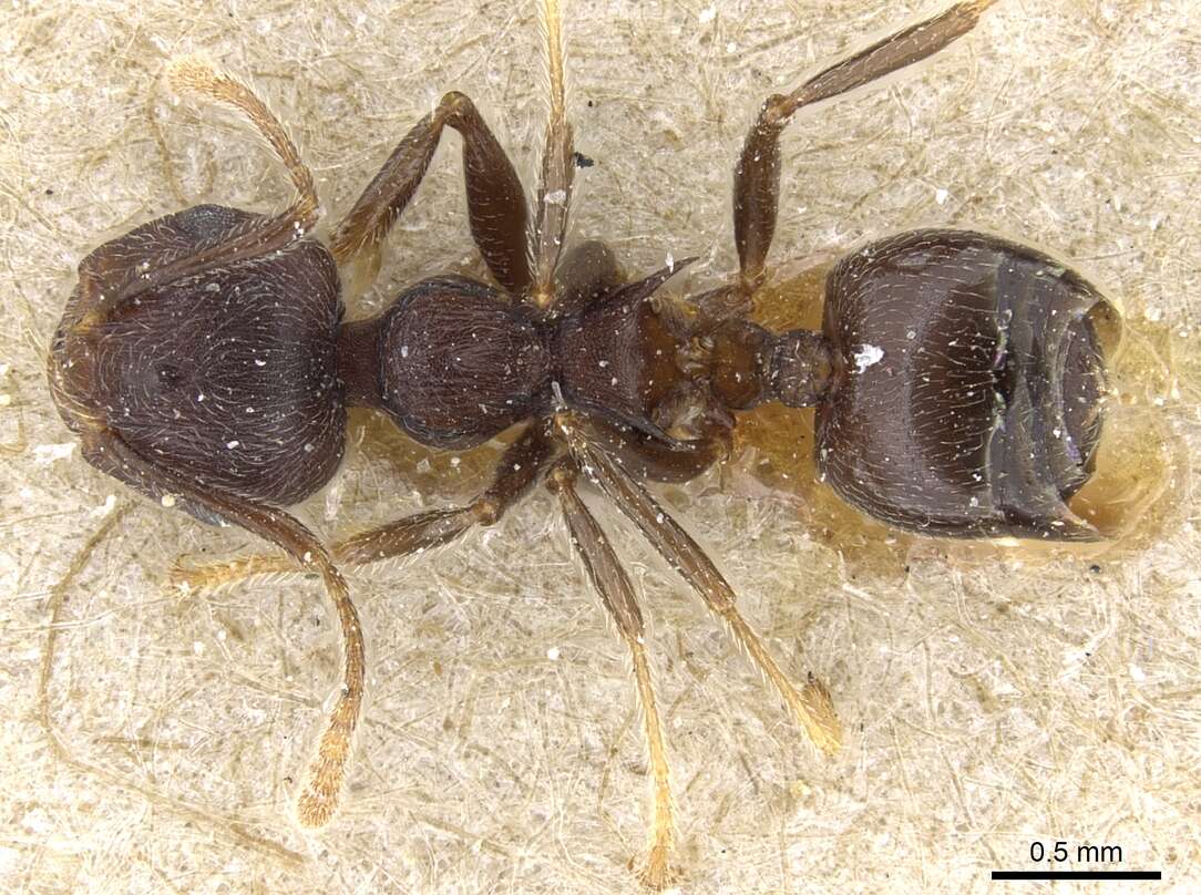 Image of Crematogaster modiglianii Emery 1900