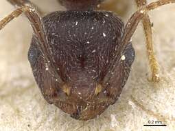 Слика од Crematogaster modiglianii Emery 1900