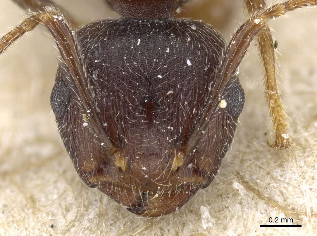 Image of Crematogaster modiglianii Emery 1900