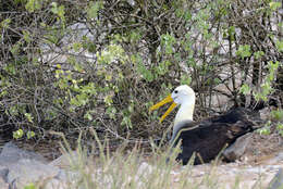 Image of Waved Albatross