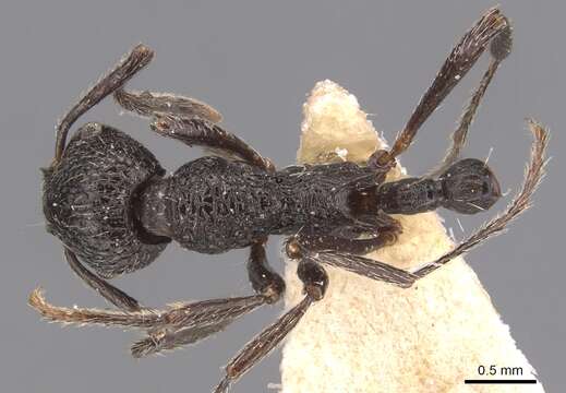 Image of Myrmica aimonissabaudiae Menozzi 1939