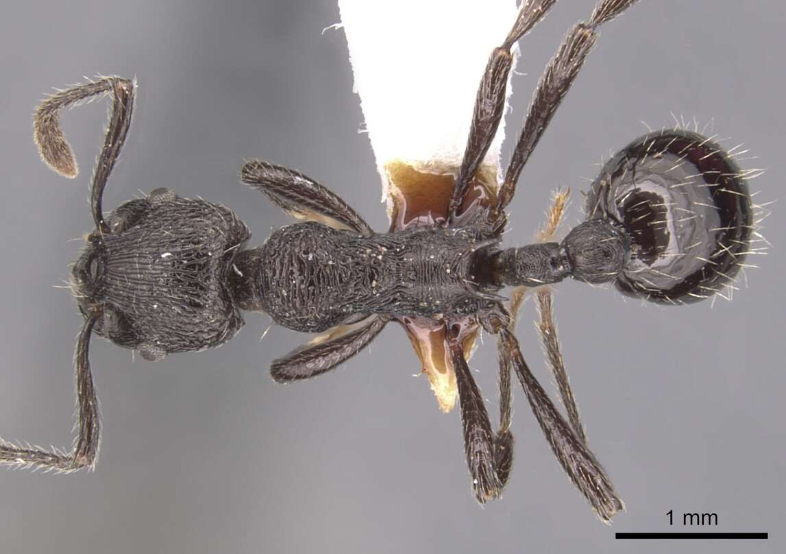 Imagem de Myrmica varisculpta