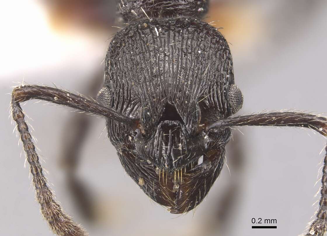 Image of Myrmica varisculpta