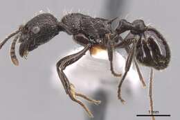 Imagem de Myrmica varisculpta