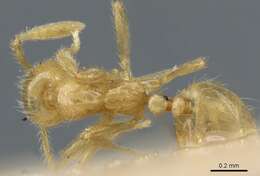 Image of <i>Syllophopsis australica</i> (Forel 1907)